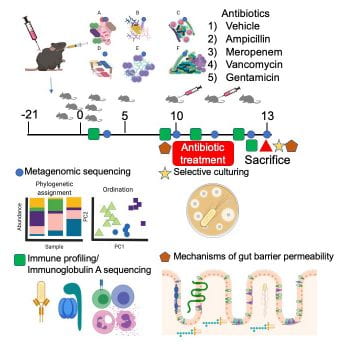 Figure illustrating gnotobiotic mouse model of the preterm gut microbiome allowing for mechanistic understanding of sepsis risks.